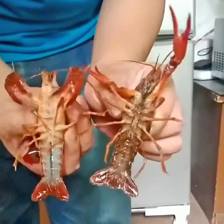 超聲波洗碗機(jī)